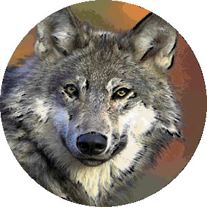 Totem vuk Indijanski horoskop