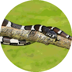 Totem zmija indijanski horoskop