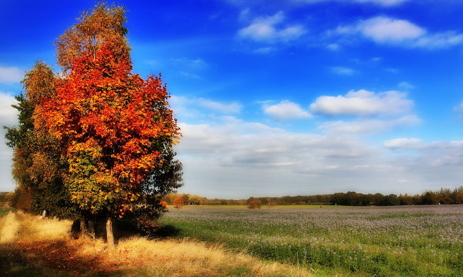 miholjsko leto indian summer