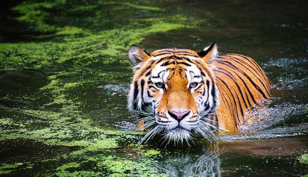 Godina vodenog tigra – kineski horoskop za 2022. g.